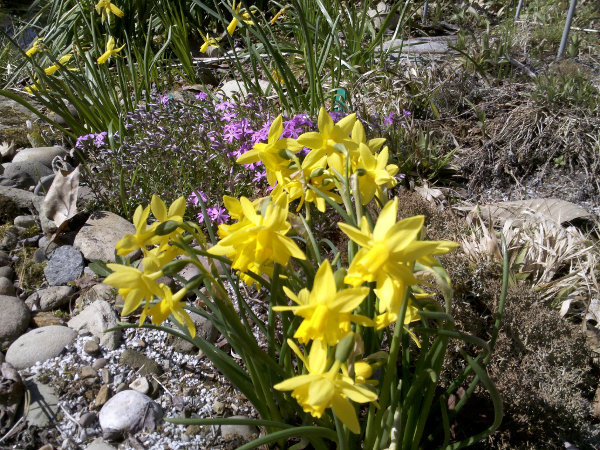 Daffodils tough as nails.