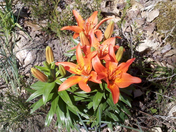 Asiatic Lily in the ground