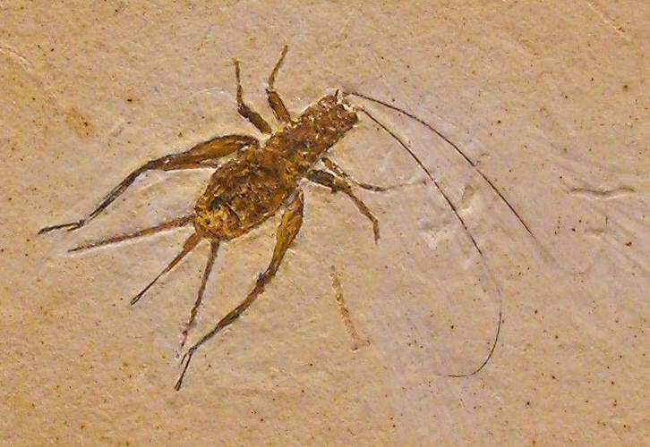 Fossil Cricket