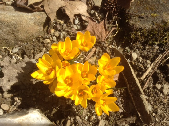 CROCUSES!