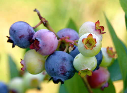 Blueberries on the bush