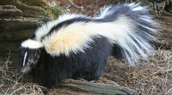 Skunk