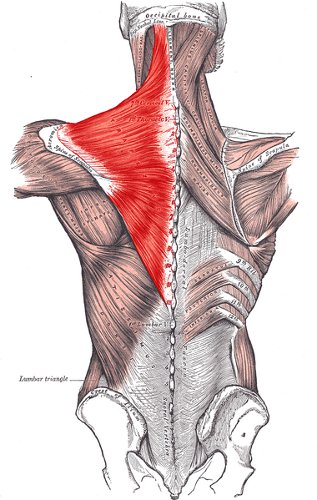 trapezius