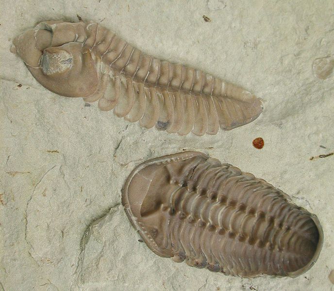 2 Trilobites