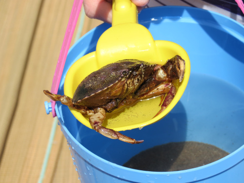 Crab Bucket