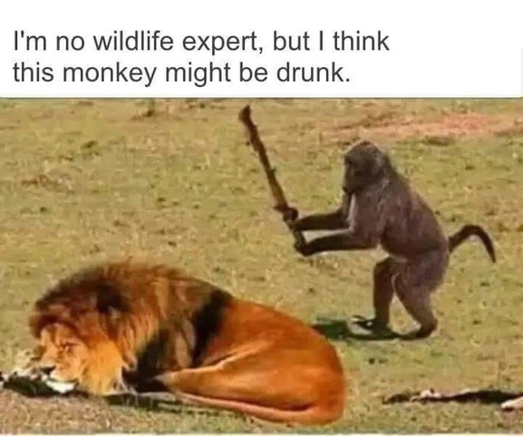 Drunk Monkey?