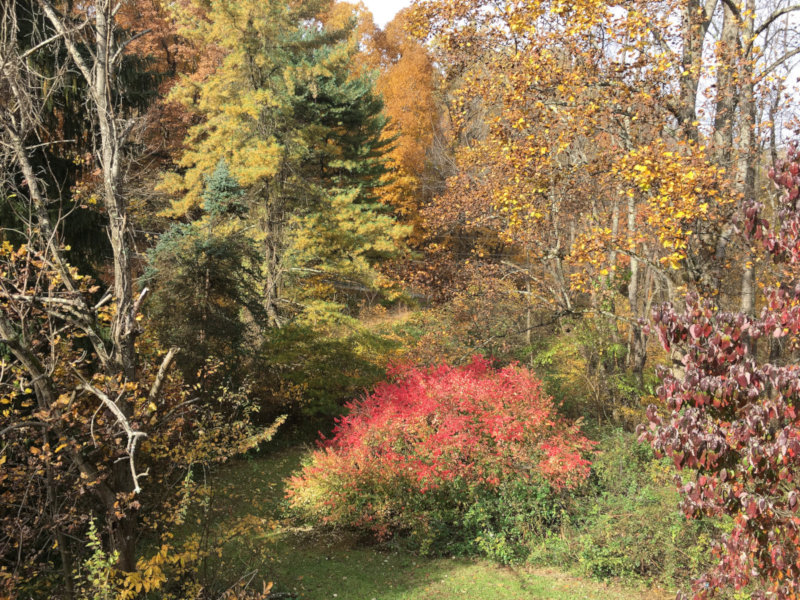 fall colors