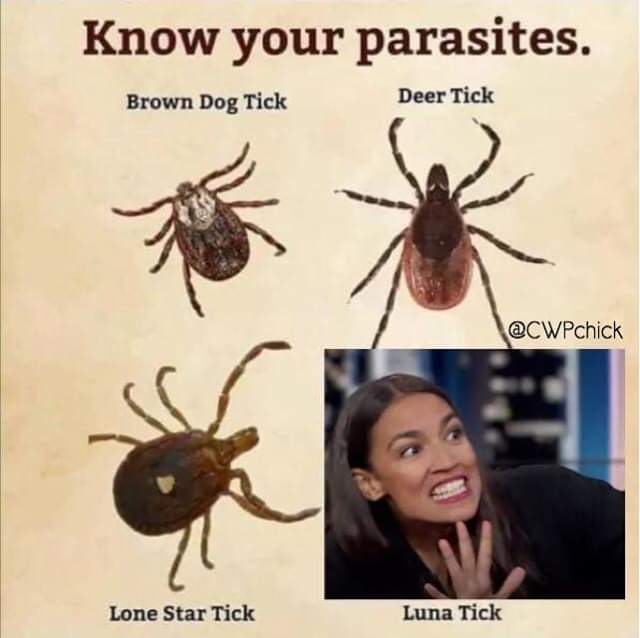 Bad Ticks!