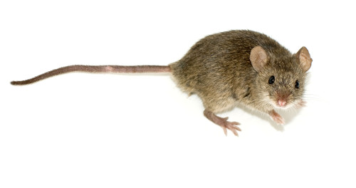 Mouse pic